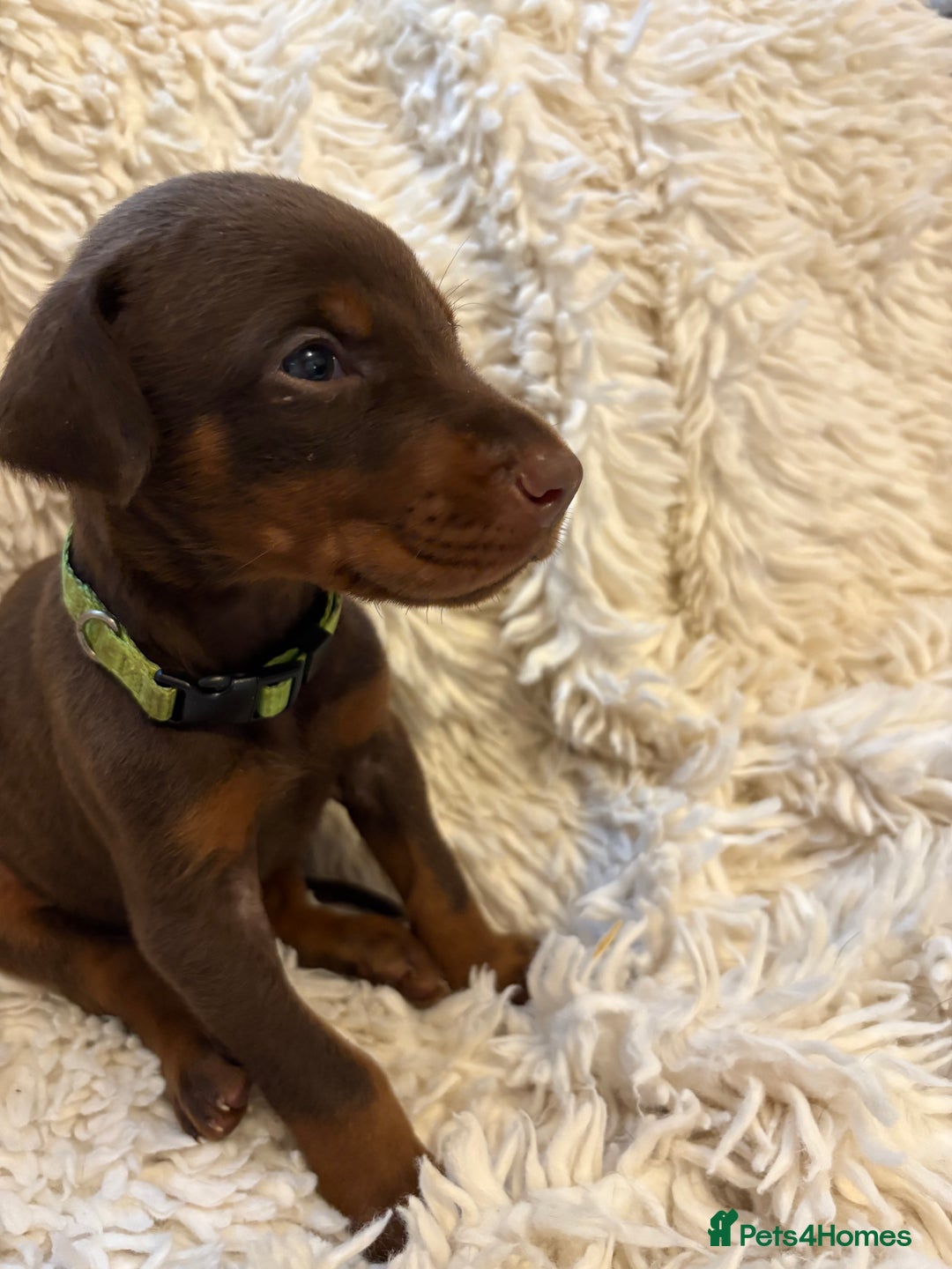 Dobermann dogs for sale: 12 stunning Doberman puppies - Image 30