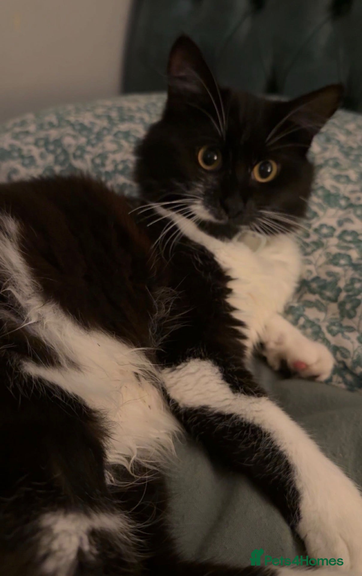 Mixed Breed cats 4 stunning kittens  - Advert 4