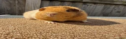 Guinea Pig rodents for sale: Teddy guinea pigs  in Carlisle - Advert 13