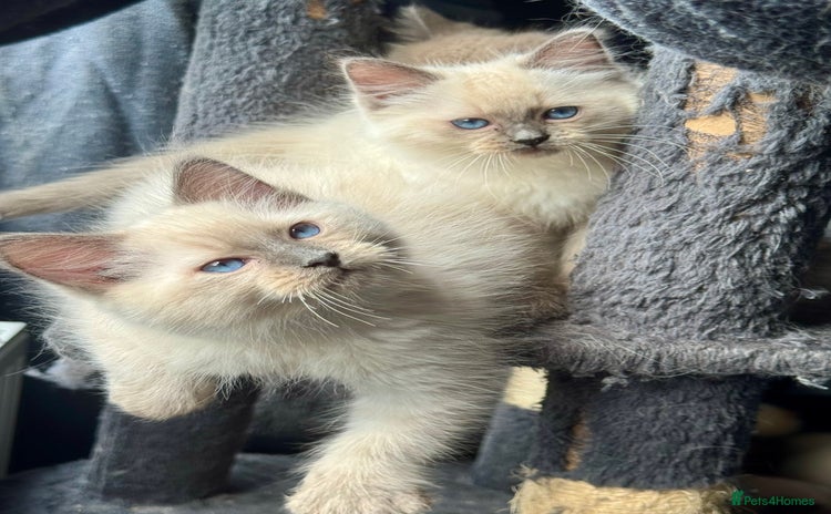 Ragdoll cats - Advert 2