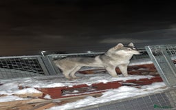 Utonagan dogs for sale: To husky up for sale one girl ,one boy  - Image 4