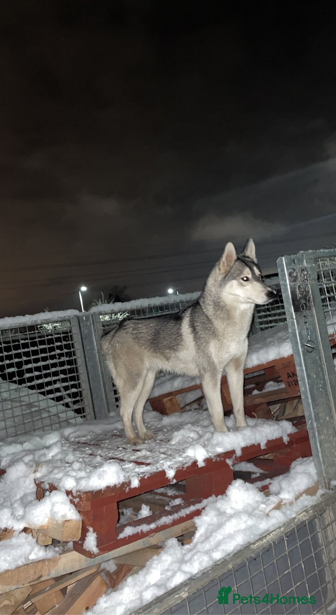 Utonagan dogs for sale: To husky up for sale one girl ,one boy  - Image 4