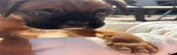 Boxer dogs for sale: Stunning litter of adorable boxer Puppies - Advert 26