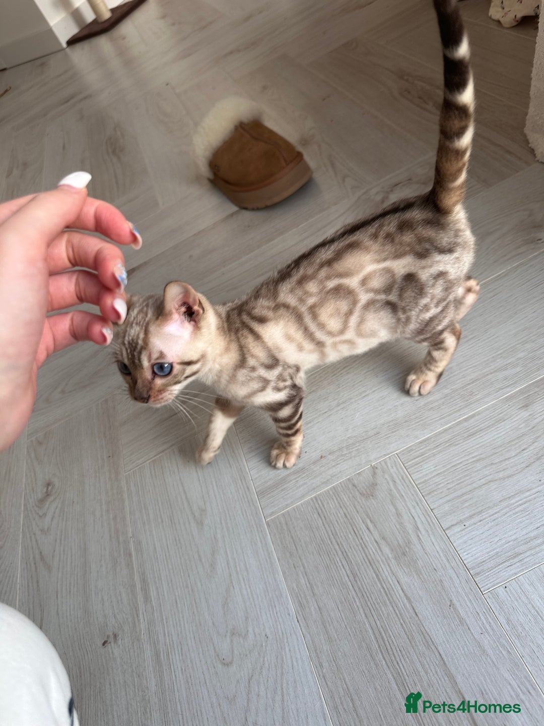 Bengal cats for sale: Snow lynx bengal  - Advert 8