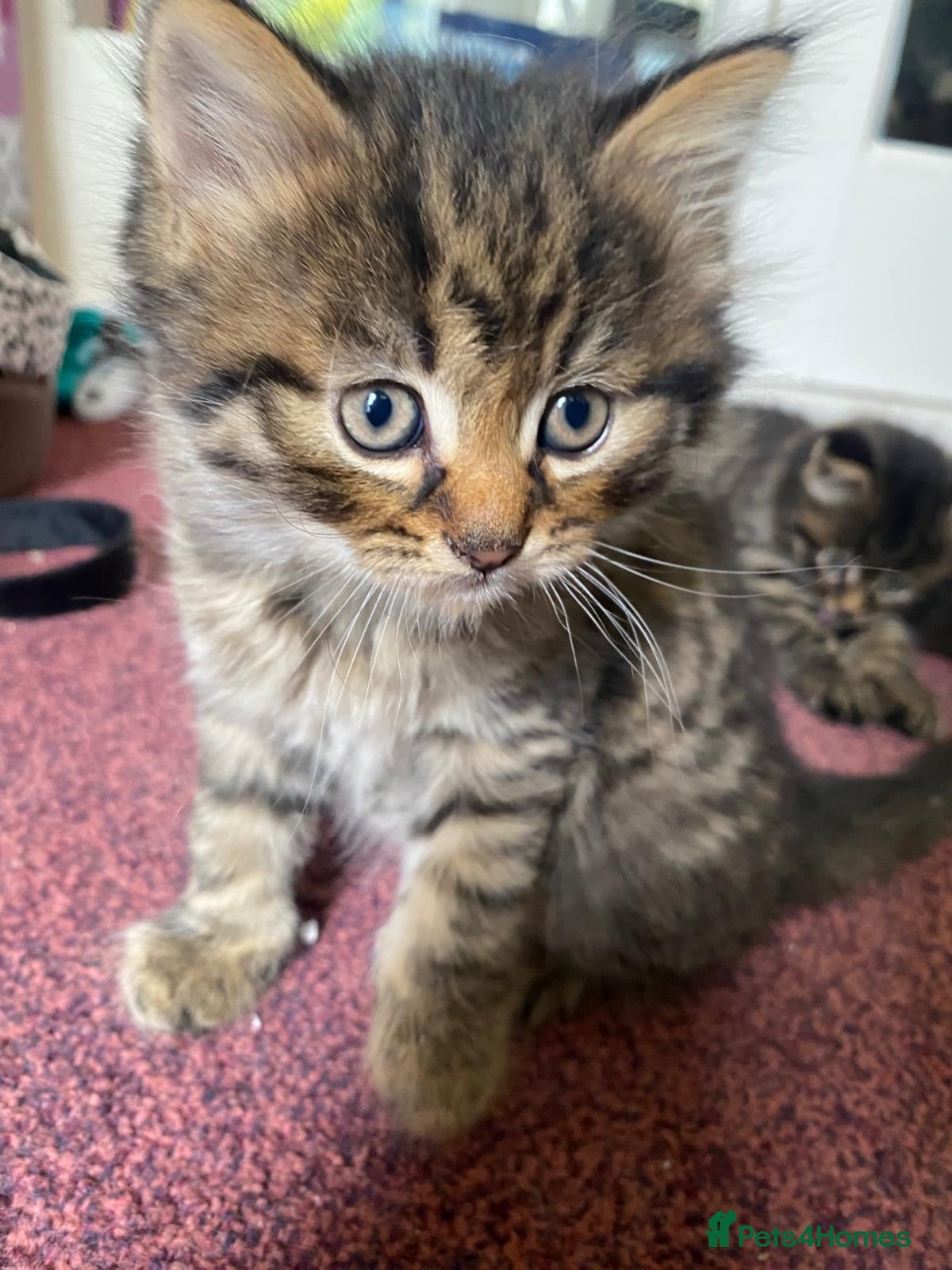 Siberian cats for sale: ADORABLE SIBERIAN X RUSSIAN BLUE MIX - Advert 9