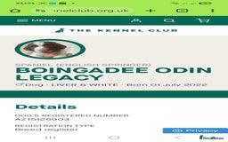 English Springer Spaniel dogs for sale: 🌟 Beautiful Springer Spaniel Litter - Image 20