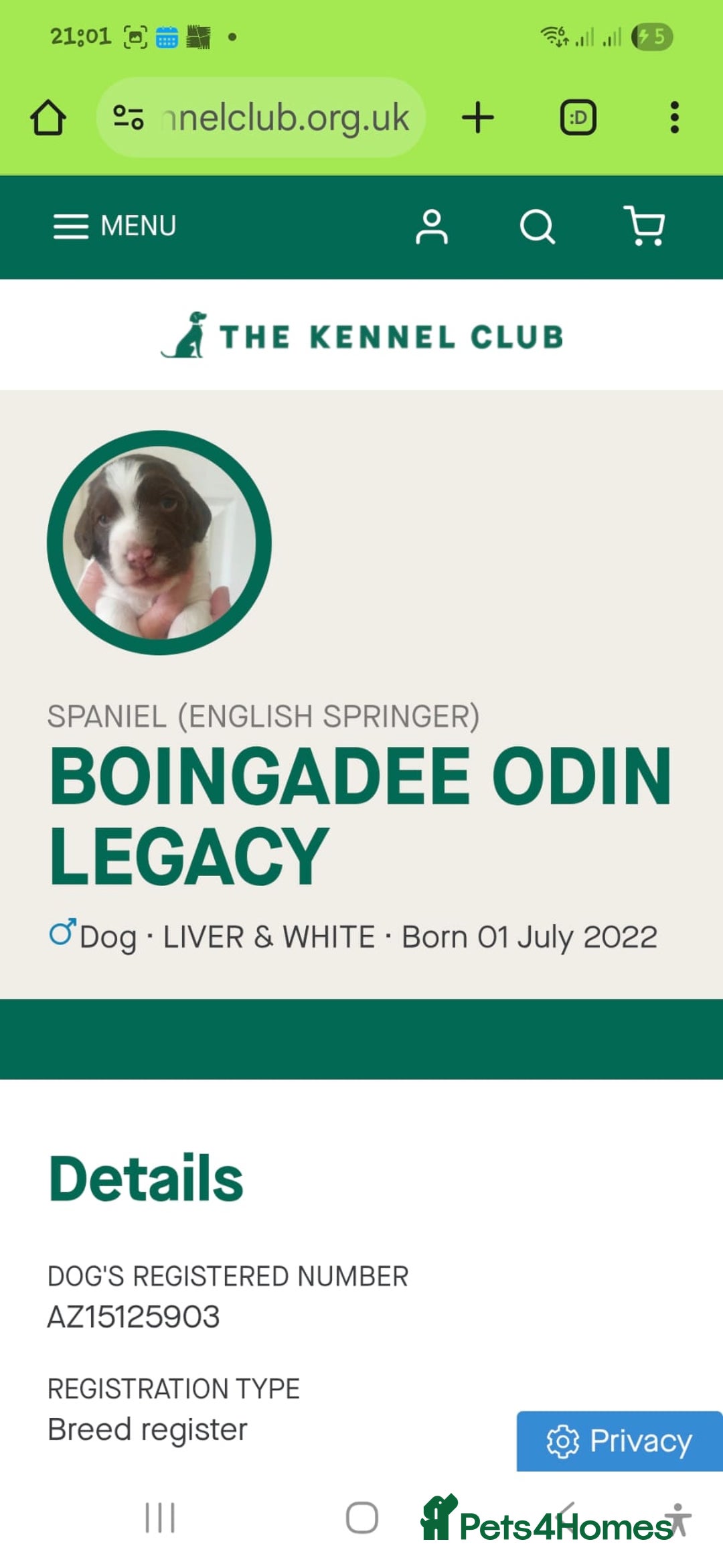 English Springer Spaniel dogs for sale: 🌟 Beautiful Springer Spaniel Litter - Image 20