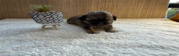 Shih Tzu dogs for sale: 🐾 Beautiful Shih Tzu Puppies Available 🐾 - Advert 17