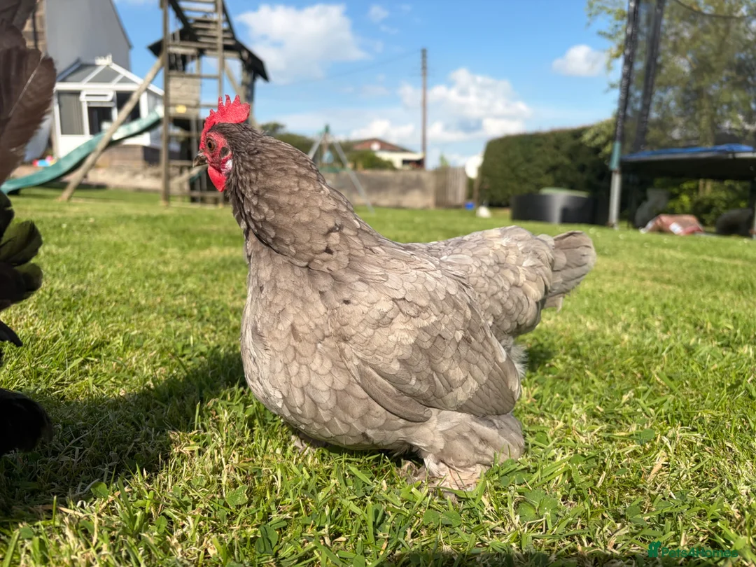 Chickens poultry for sale: 4 Booted bantam hens - Advert 2