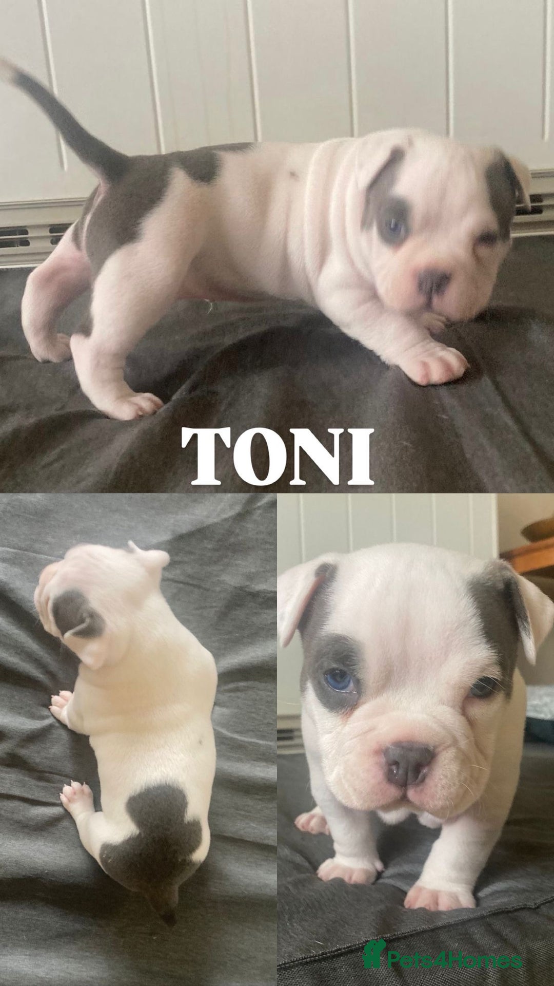 American Bully dogs for sale: American pocket bully  - Advert 6
