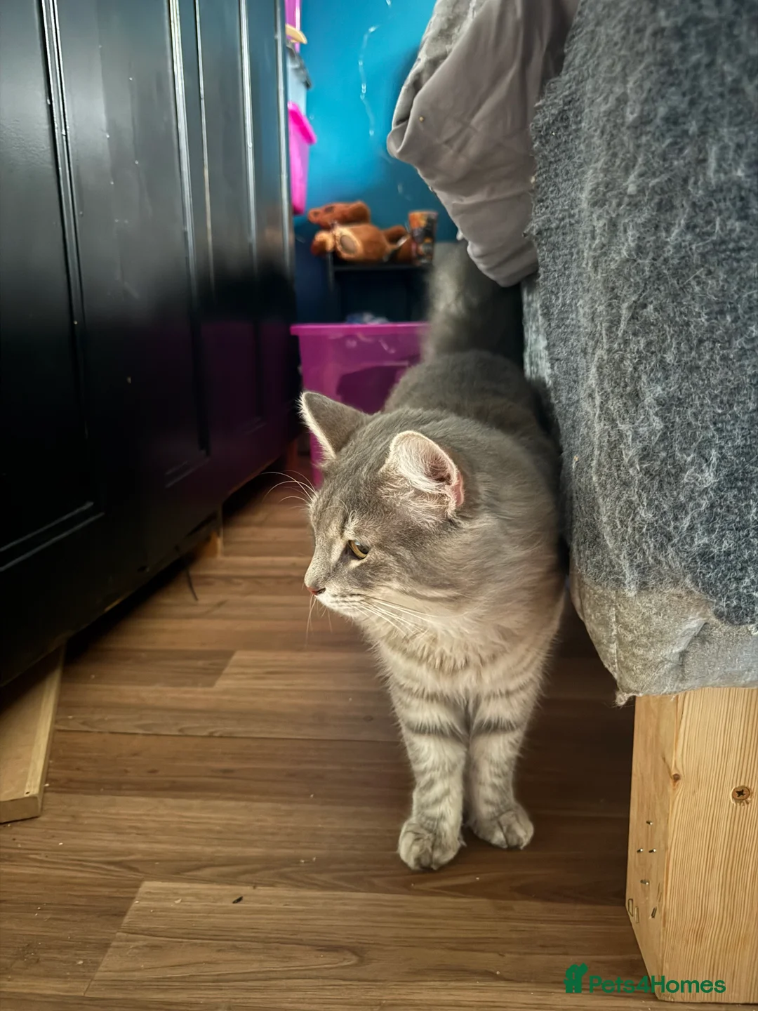 Norwegian Forest Cat cats for stud: 1 year old male for stud  - Advert 1