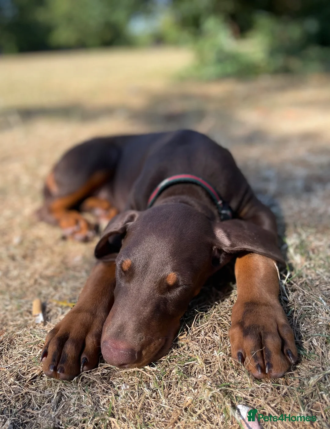 Dobermann dogs for sale: Zina  in Ilford - Advert 3