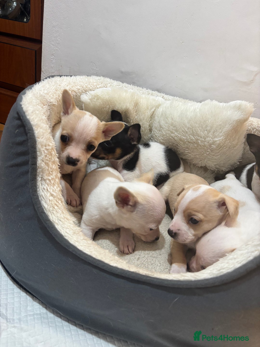 Mixed Breed dogs for sale: Adorable Jack Russel x Chihuahua puppies  - Advert 10