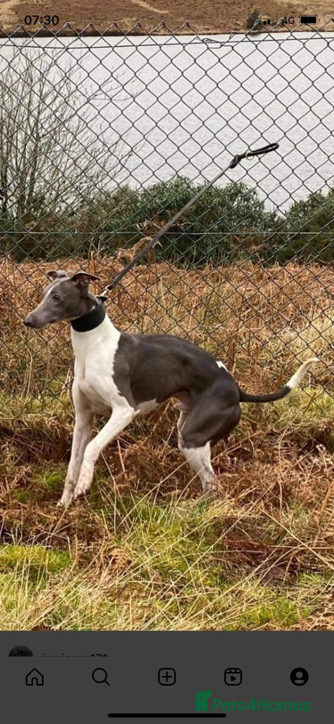 Whippet dogs for stud: Top Kc working x show whippet at stud  in Swansea - Advert 6