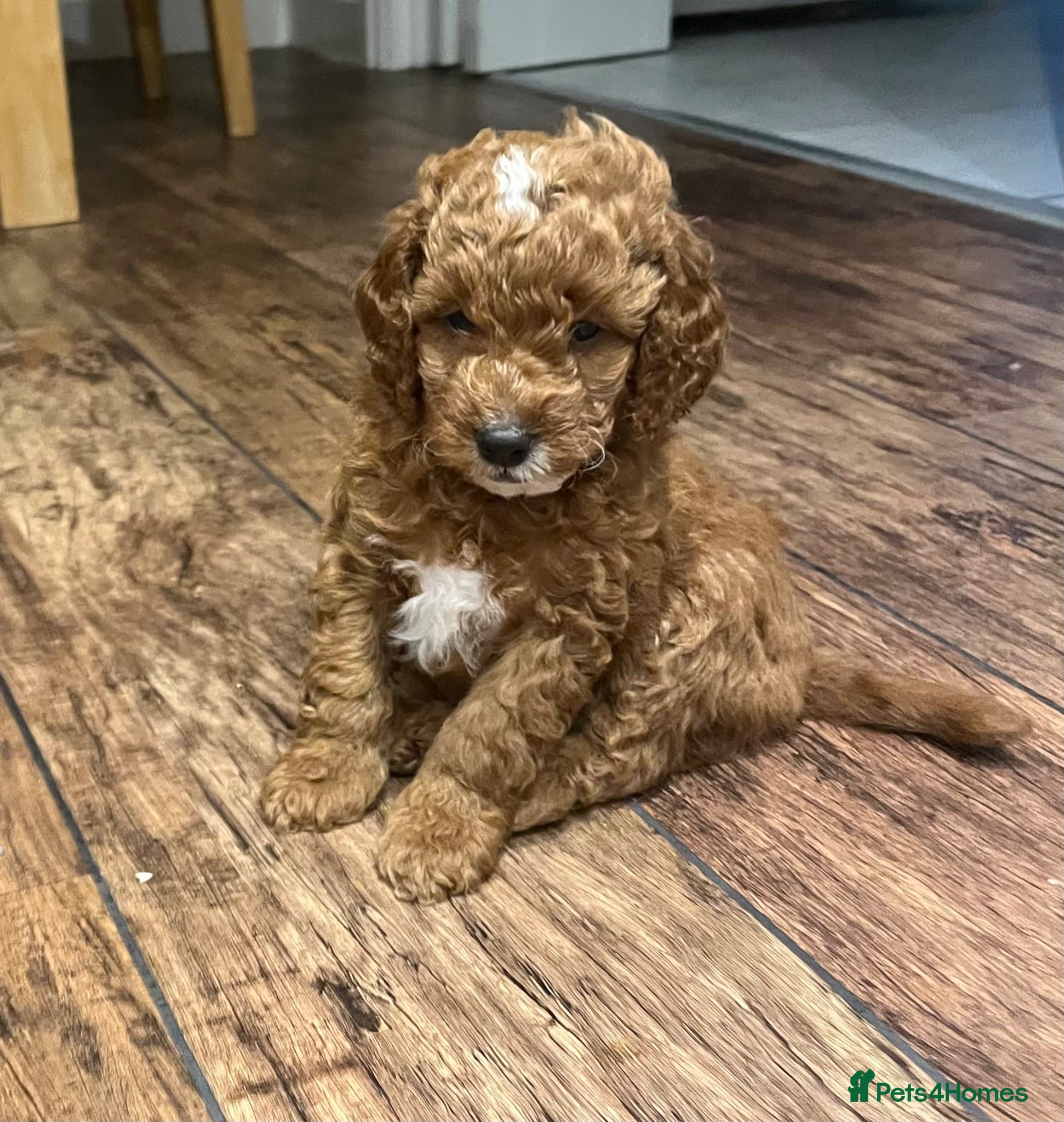 Cockapoo dogs Toy Cockapoo Puppies - Advert 6