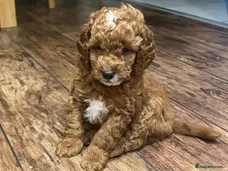 Cockapoo dogs Toy Cockapoo Puppies - Advert 6