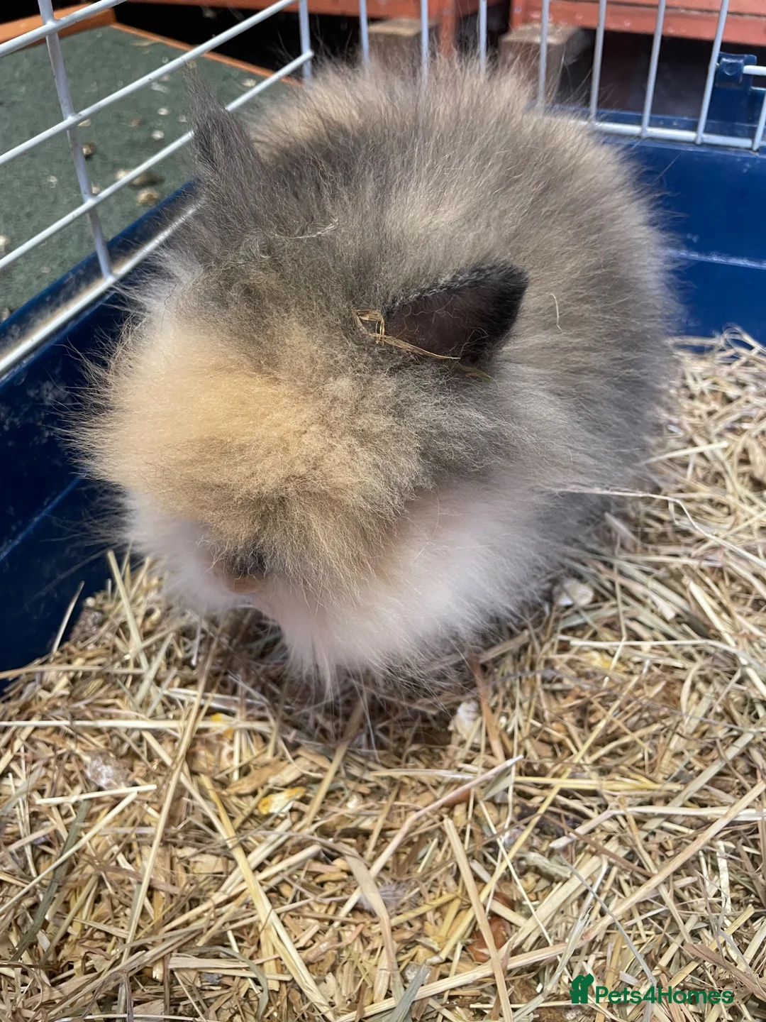 Lionhead rabbits for sale: Rare Tri Coloured Double Main Lionhead Bunny  - Advert 1