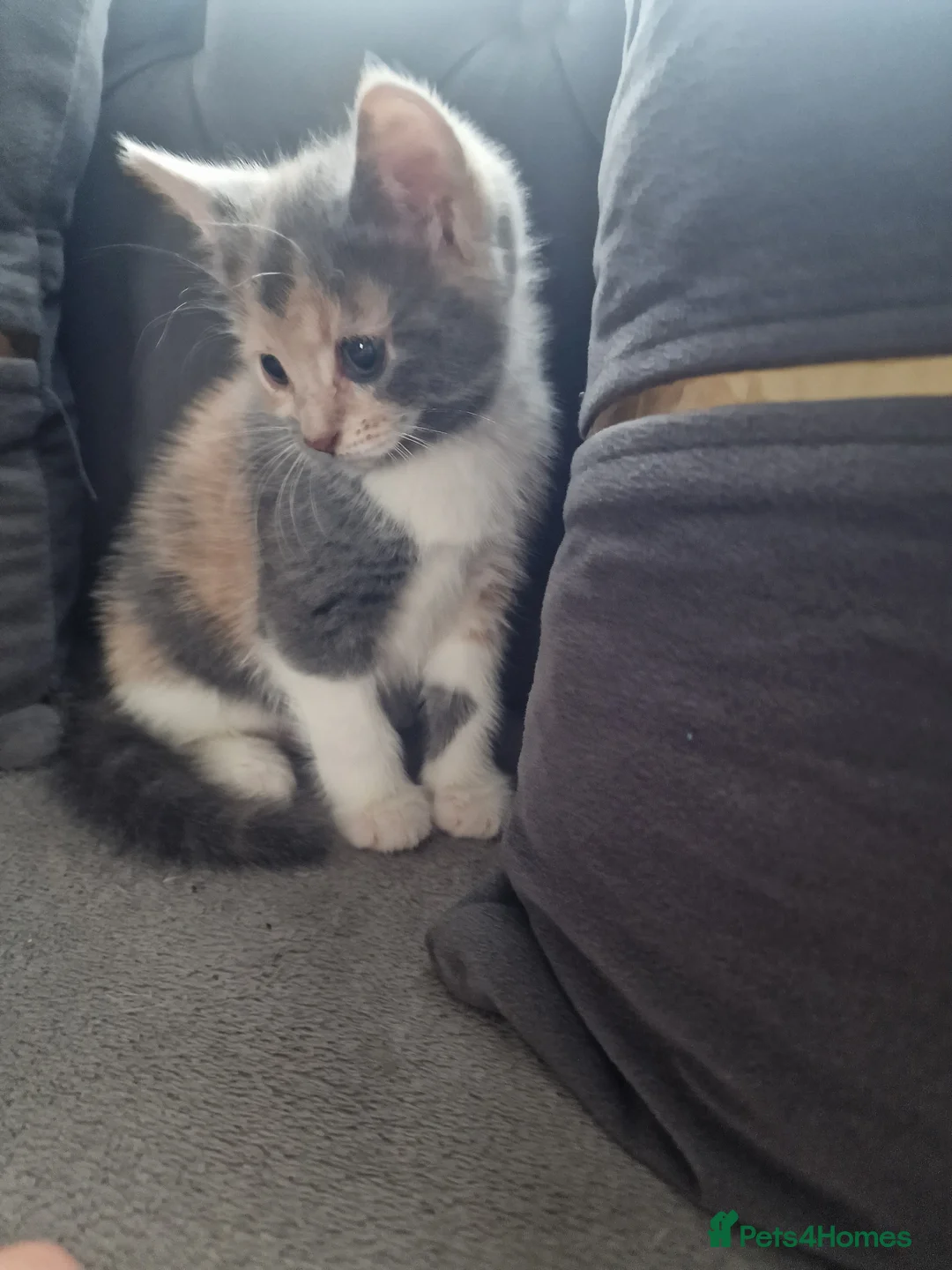 American Shorthair cats for sale: Kittens  - Advert 4