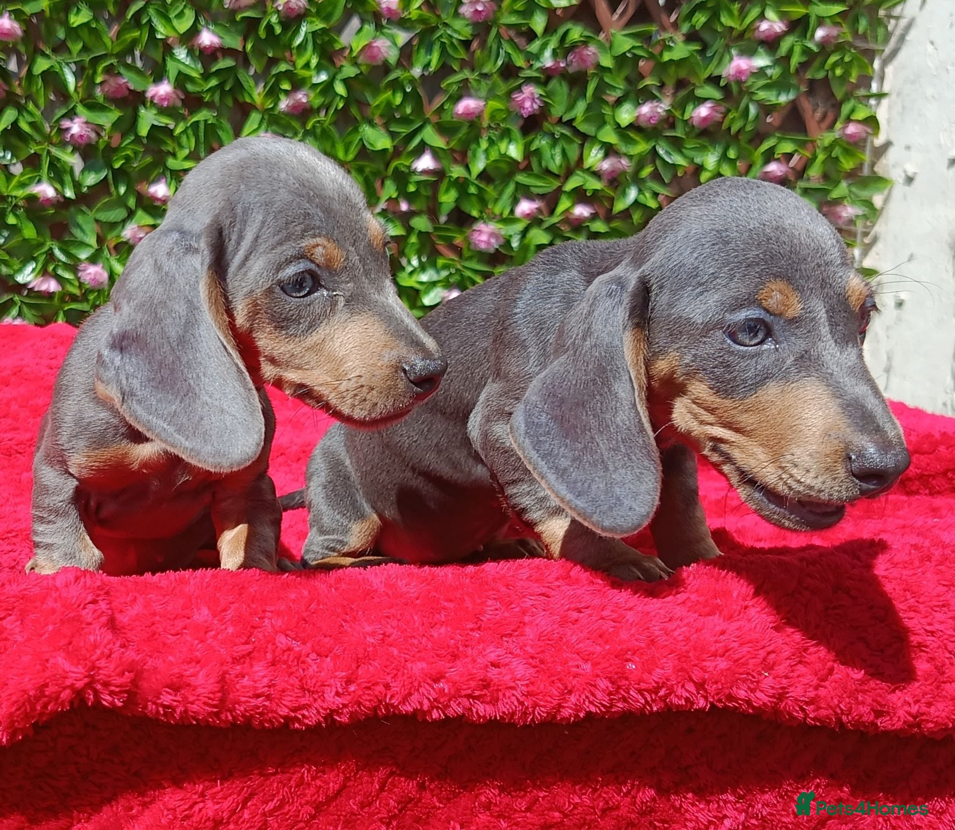 Dachshund dogs FULLY VAX READY NOW QUAILTY MINI KC Reg PRA CLEAR  - Advert 2