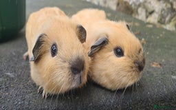 Guinea Pig rodents for sale: Californian baby male guinea pigs - Image 9