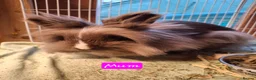 Lionhead rabbits for sale: Purebred Lionheads for sale - Advert 4