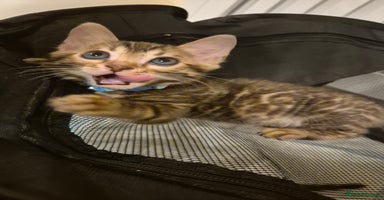 Bengal cats Beautiful bengal kittens... - Advert 4