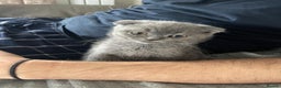 Scottish Fold cats for sale: Very Friendly Kittens, Pedigree Scottish Fold  - Advert 5
