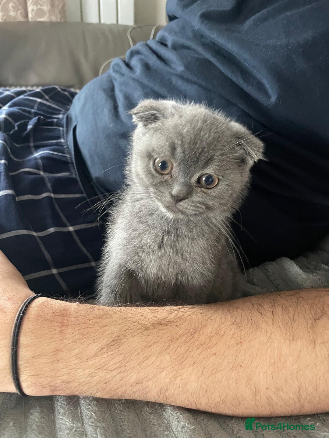 Scottish Fold cats for sale: Very Friendly Kittens, Pedigree Scottish Fold  - Advert 5