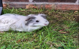 Guinea Pig rodents for sale: Female Guinea pigs  - Image 3