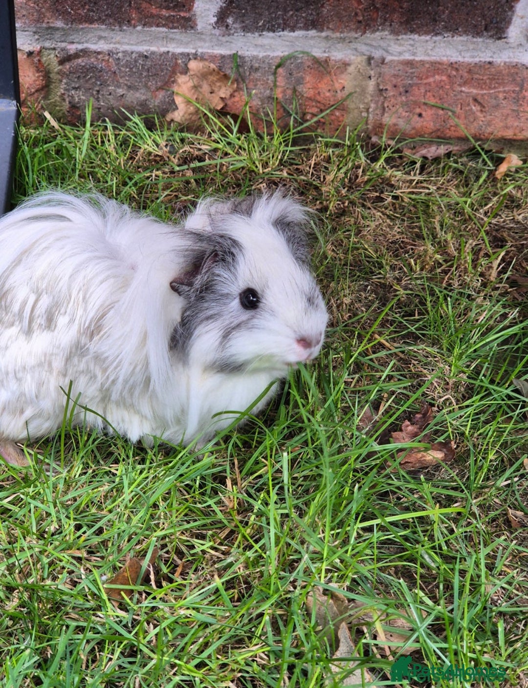 Guinea Pig rodents for sale: Female Guinea pigs  - Image 3