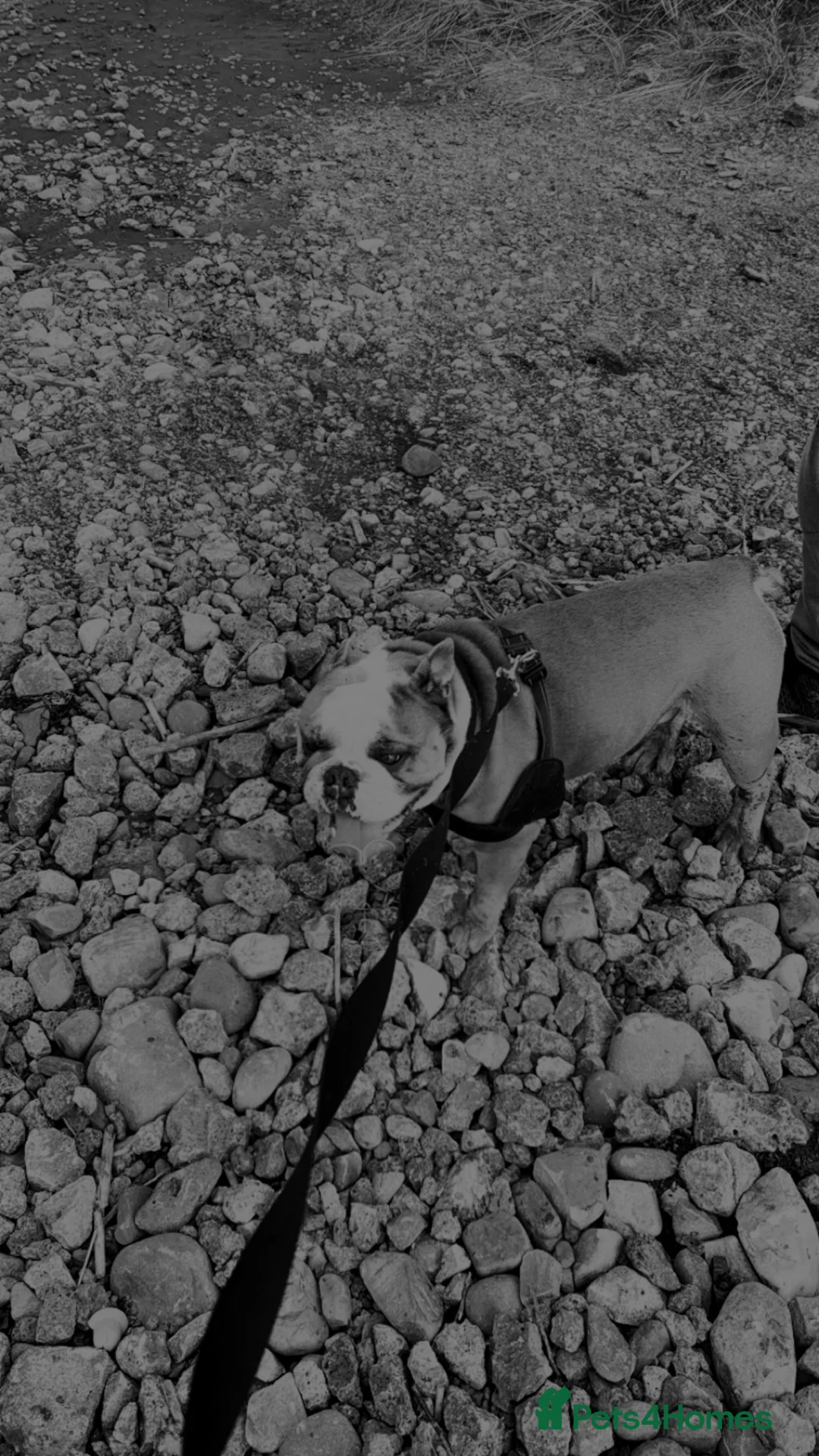 English Bulldog dogs for sale: Winston - Advert 5