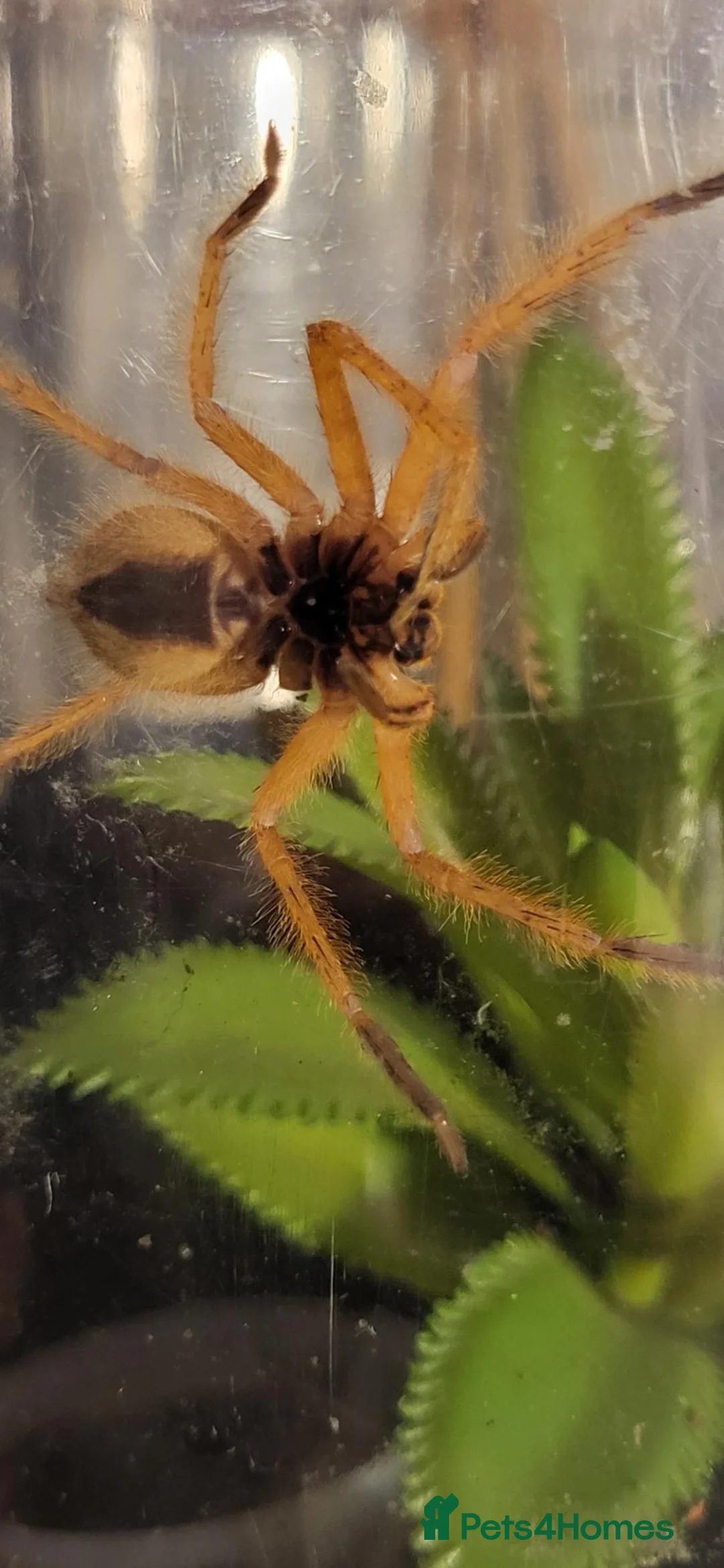 Spiders invertebrates for sale: The David Bowie huntsman. - Advert 2