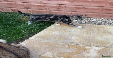 Bengal cats - Advert 1