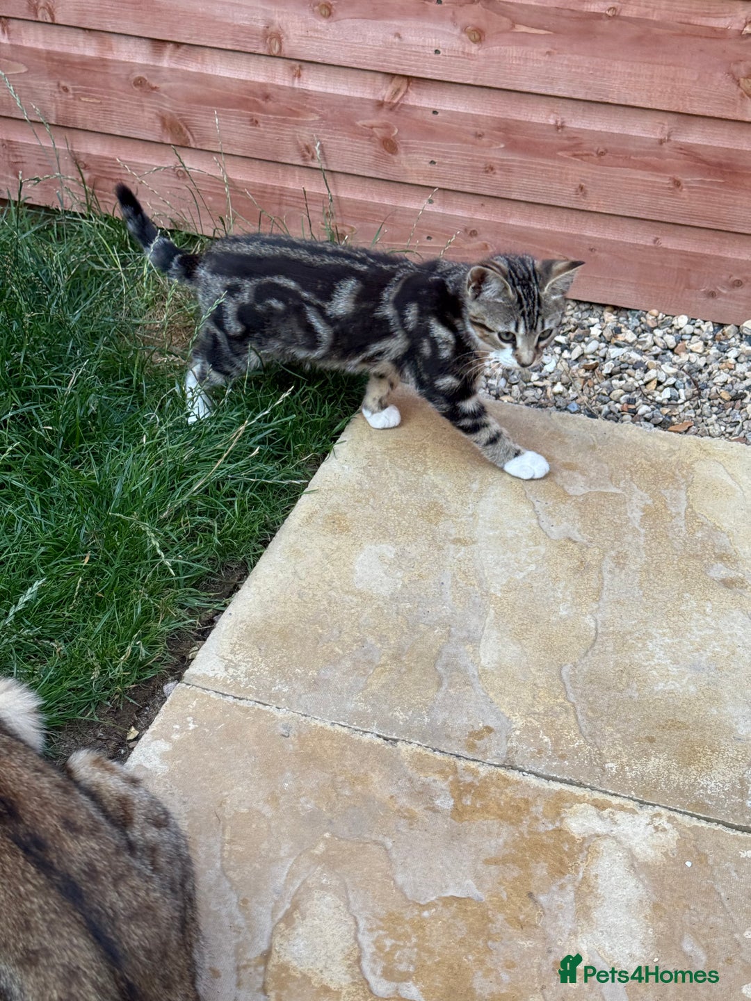 Bengal cats for sale: Bengal/British Shorthair  - Image 3