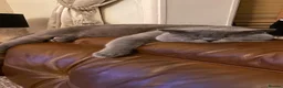 British Shorthair cats for sale: British short hair Male and Female  - Advert 3