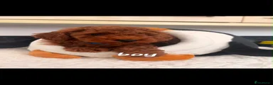 Cockapoo 1