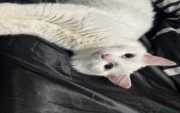 Persian cats for sale: Sell post - Image 3