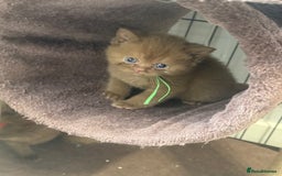 British Shorthair cats for sale: British shorthair kittens  - Image 1