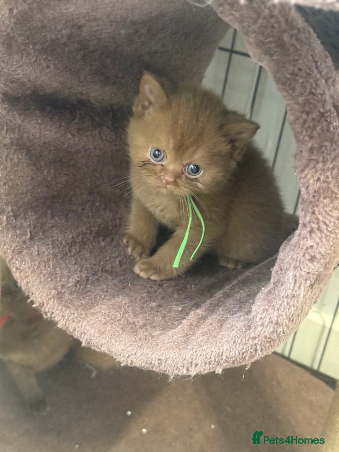 British Shorthair cats for sale: British shorthair kittens  - Image 1