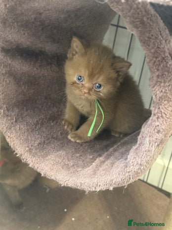 British Shorthair cats - Advert 5