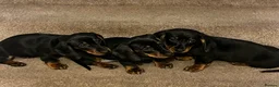 Dachshund dogs for sale: 💕dachshund puppies💙 - Advert 6