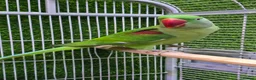 Conures birds for sale: Young Talking Parrots Available 4 to 5 Months Old - Advert 4