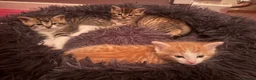American Bobtail cats for sale: 2 beautiful kittens  - Advert 8