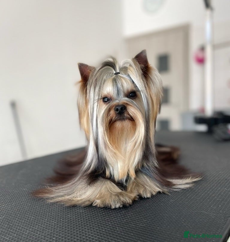 Yorkshire Terrier dogs Yorkshire Terrier Stud ,Doll Face, Health Tested  - Advert 3