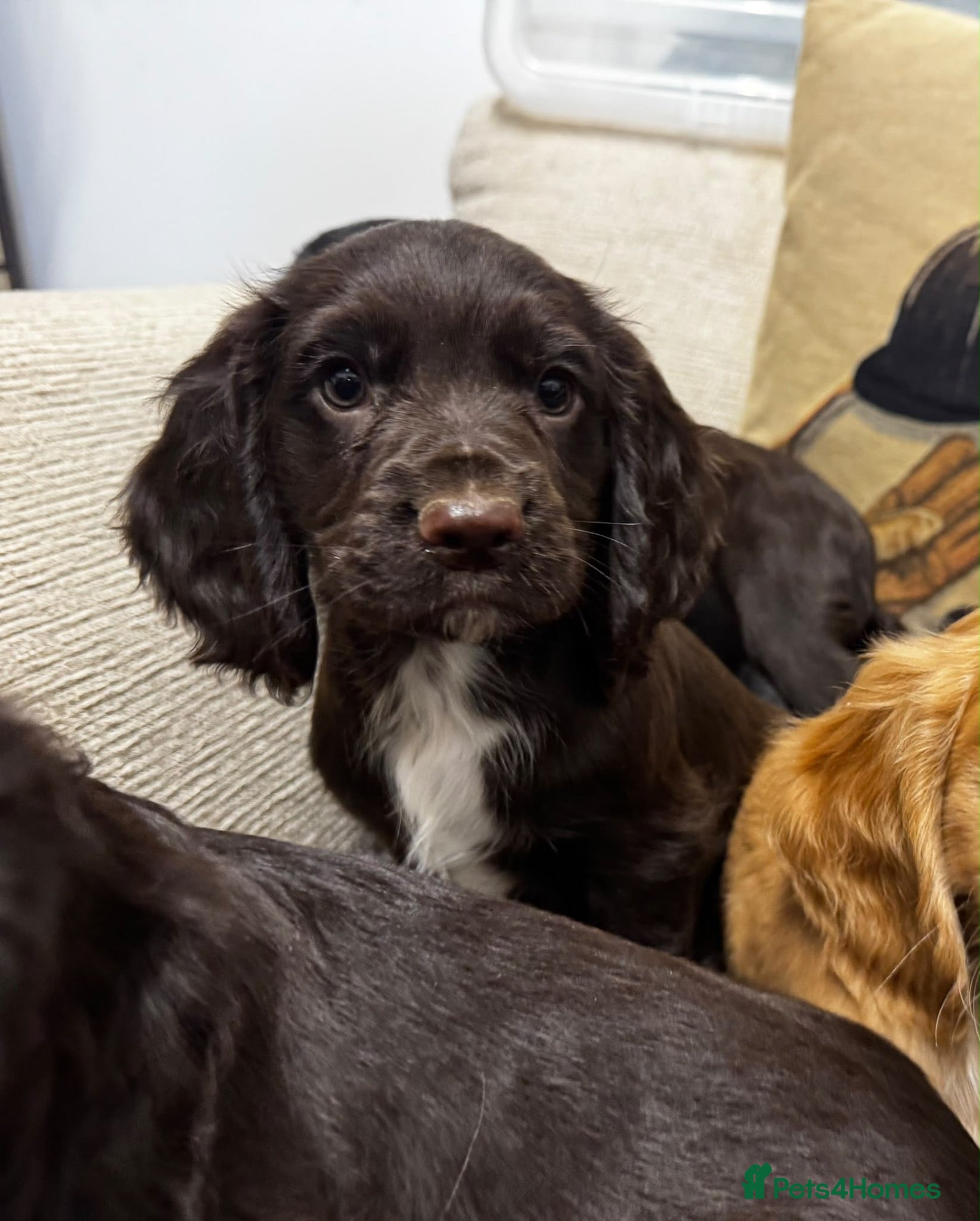 Cocker Spaniel dogs for sale: 🐾 Beautiful Working Cocker Spaniel Puppies 🐾 - Advert 2