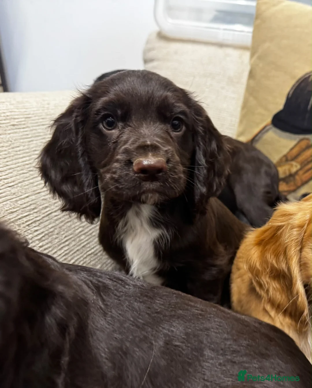 Cocker Spaniel dogs for sale: 🐾 Beautiful Working Cocker Spaniel Puppies 🐾 - Advert 2