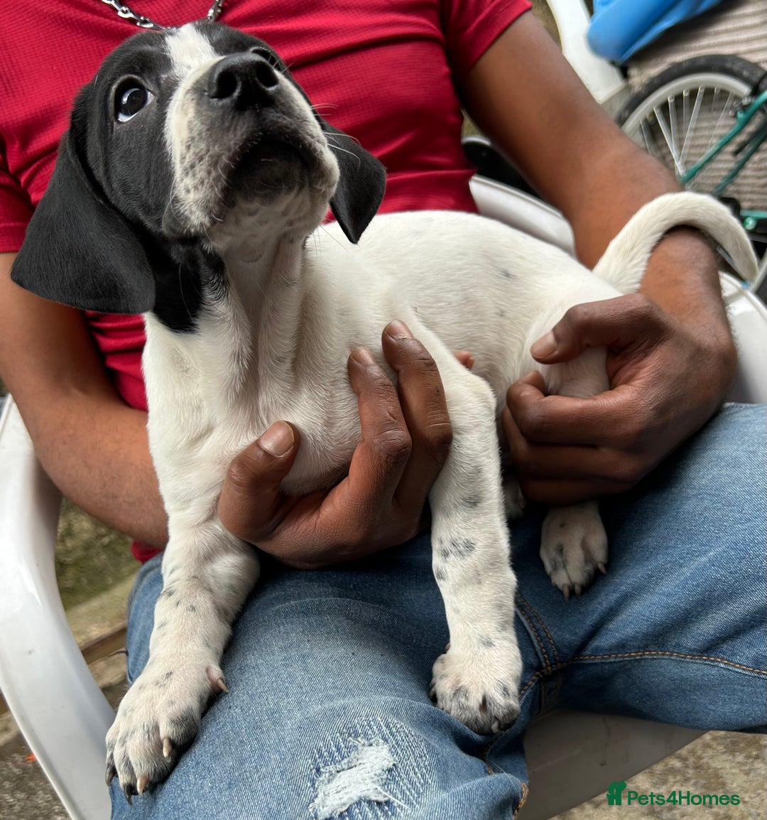 Mixed Breed dogs for sale: 🐾Cocker-Pie (Mini Hippo)s🐾 - Image 12