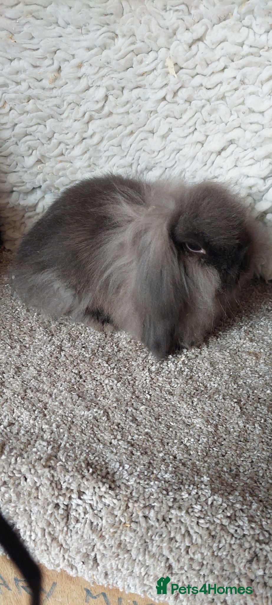 Mini Lion Lop rabbits  10weeks Mini lionlop Sable doe  - Advert 24