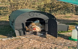 Chickens poultry for sale: Welsummer,Silver Laced Wyndottes,Lemon PyleBrahmas in Boston - Image 2