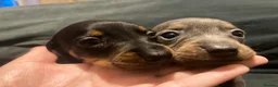 Dachshund dogs for sale: Last 2 puppies available  - Advert 4